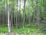 14207 W parks Highway Big Lake, AK 99652 - Image 4535