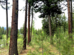 LOT 86 Majestic View Drive Mccall, ID 83638 - Image 9461