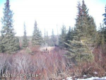 54540 HUTLER Road Homer, AK 99603 - Image 15991