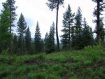 L4 B2 Tripod View Drive Cascade, ID 83611 - Image 36794