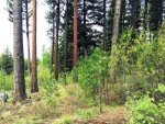 LOT 85 Majestic View Drive Mccall, ID 83638 - Image 36791