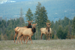 NNA Pheasant Run Rd Bonners Ferry, ID 83805 - Image 214431