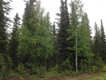 L3 B2 Ciechanski Road Kenai, AK 99611 - Image 295486