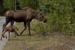 Mile 20.1 Kenai Spur Hwy Nikiski, AK 99635 - Image 317919