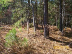 Lot 118 Eagle Pointe Shores Pittsville, VA 24139 - Image 439696