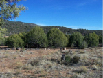 Lot 103 S. Palomino Place Payson, AZ 85541 - Image 498109