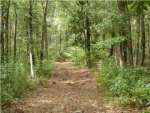 7 HWY 174 Adams Run, SC 29426 - Image 514742