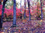 Lot 13 Lexington Drive Dr Mountain Home, AR 72653 - Image 520781