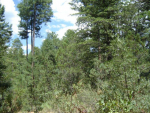 Lot 90 Tonto Creek Estates Payson, AZ 85541 - Image 537029