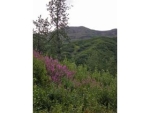 Lot 91 Cache Creek Recreational Trapper Creek, AK 99683 - Image 748765