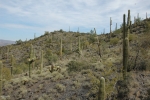 37225 N BLUE RIDGE Place Cave Creek, AZ 85331 - Image 754401