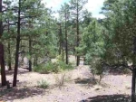 Lot 9 Pine Oaks Show Low, AZ 85901 - Image 889141