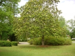 3324 ELAMVILLE STREET Clio, AL 36017 - Image 968010