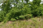 LOT 70 HICKORY POINTE Maynardville, TN 37807 - Image 1017791