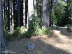 12280 Willow Creek Ln Nevada City, CA 95959 - Image 1071897