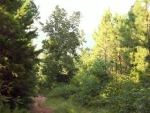 Rushing Road (CR 3840) Hagarville, AR 72839 - Image 1090798