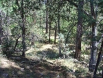 Lot 41 Ellison Creek Estates Payson, AZ 85541 - Image 1132136