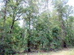 204th St.- Lot 21 O Brien, FL 32071 - Image 1138086