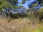 11 COUNTY ROAD 1592 Baileyton, AL 35019 - Image 1148893