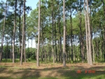 4  GOLDENCLUB LN Okatie, SC 29909 - Image 1151046