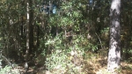 Covenant Preserve, Lot 7 Awendaw, SC 29429 - Image 1151047