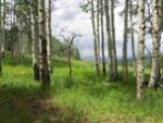 1742 Red Mountain Ranch Road Crested Butte, CO 81224 - Image 1392211