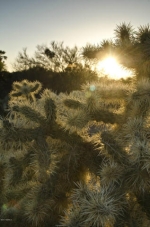 10601 E. Escalante Road Tucson, AZ 85730 - Image 1448395