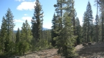 12996 Timber RIdge Court Truckee, CA 96161 - Image 1559133