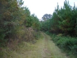 County Road 353 Elba, AL 36323 - Image 1611798