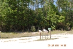 XXXX NE 542 ST, LOT 90 Old Town, FL 32680 - Image 1633866