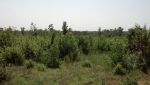 80 Acres in Cale Cale, AR 71828 - Image 1731297