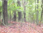 3 acres Mundell Rd Eureka Springs, AR 72631 - Image 1740222