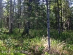 6542 E Spruce Hen Drive Wasilla, AK 99654 - Image 1746644