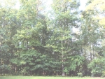 LOT 82 G 2 CYPRESS T Newnan, GA 30265 - Image 1758568