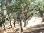 Mustang Dr, lot 122A Tehachapi, CA 93561 - Image 1838690