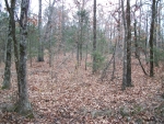 15 Acres M/L on CR 3541 Clarksville, AR 72830 - Image 1933984