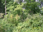 LOT 13 PINOAK RD Harriman, TN 37748 - Image 2013195