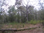 Lot A-1 Mill Springs Rd Hollywood, SC 29449 - Image 2092269