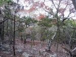 00 Deer Shadow Trail Fischer, TX 78623 - Image 2094346