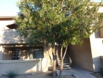 725 N Dobson Rd Apt 244 Chandler, AZ 85224 - Image 2192441