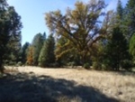 5.3 Acres Old Hwy 120 Groveland, CA 95321 - Image 2295437