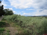 TBD CR 320A Ignacio, CO 81137 - Image 2302611