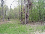 LOT 46 HONEY SPRINGS ROAD Crawford, TN 38554 - Image 2351622