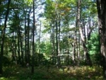 Lot  19 Cliffs Valley (Apn# 0664150 Travelers Rest, SC 29690 - Image 2360564