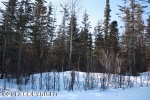 13850 E Wilderness Lane Palmer, AK 99645 - Image 2365977