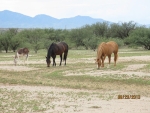 2617 N. Ocotillo Rd Benson, AZ 85602 - Image 2426737