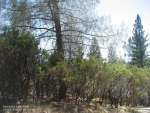 18005 Old Coach Way Grass Valley, CA 95945 - Image 2428902