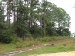 00 Hayes Avenue Lot 12 Crescent City, FL 32112 - Image 2439548