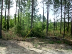 5 Acres Crossway Pines Ludowici, GA 31316 - Image 2442422