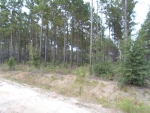 Lot 22 Groover Tract Ludowici, GA 31316 - Image 2442421